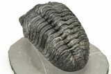 Large Phacopid (Drotops) Trilobite - Multi-Toned Shell Color #235808-5